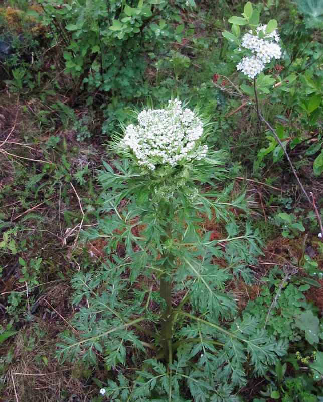 Изображение особи Pleurospermum uralense.