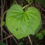 Смотреть изображение Pachyphragma macrophyllum