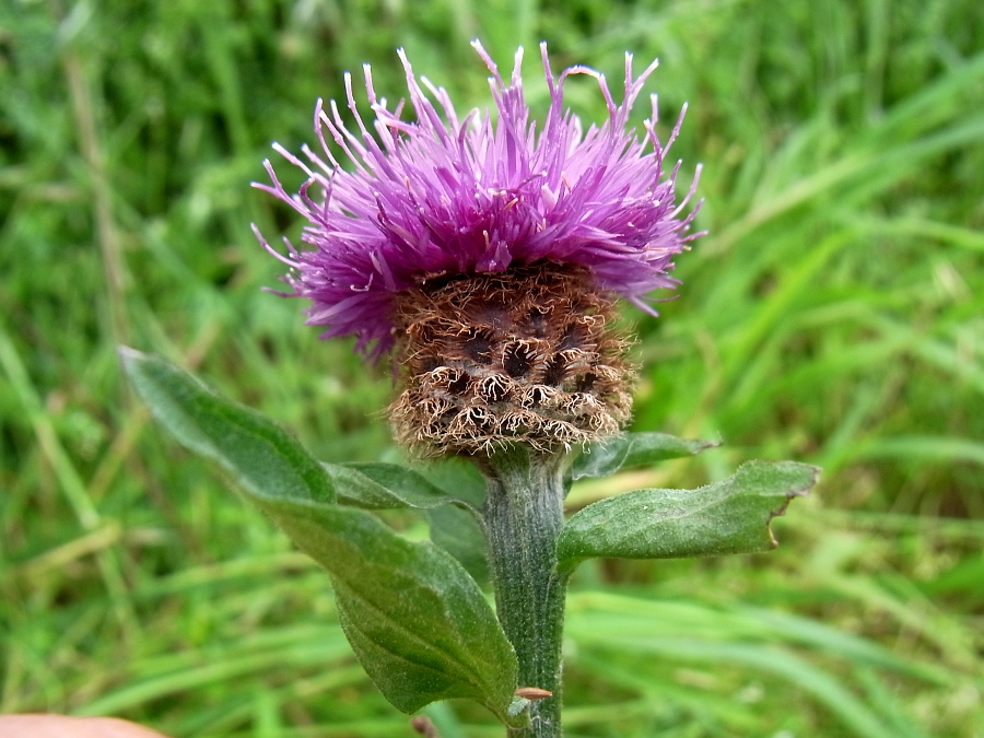 Image of Centaurea debeauxii specimen.