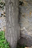 View full-size image Robinia pseudoacacia