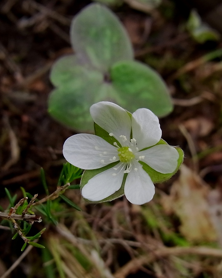 Image of Hepatica nobilis specimen.