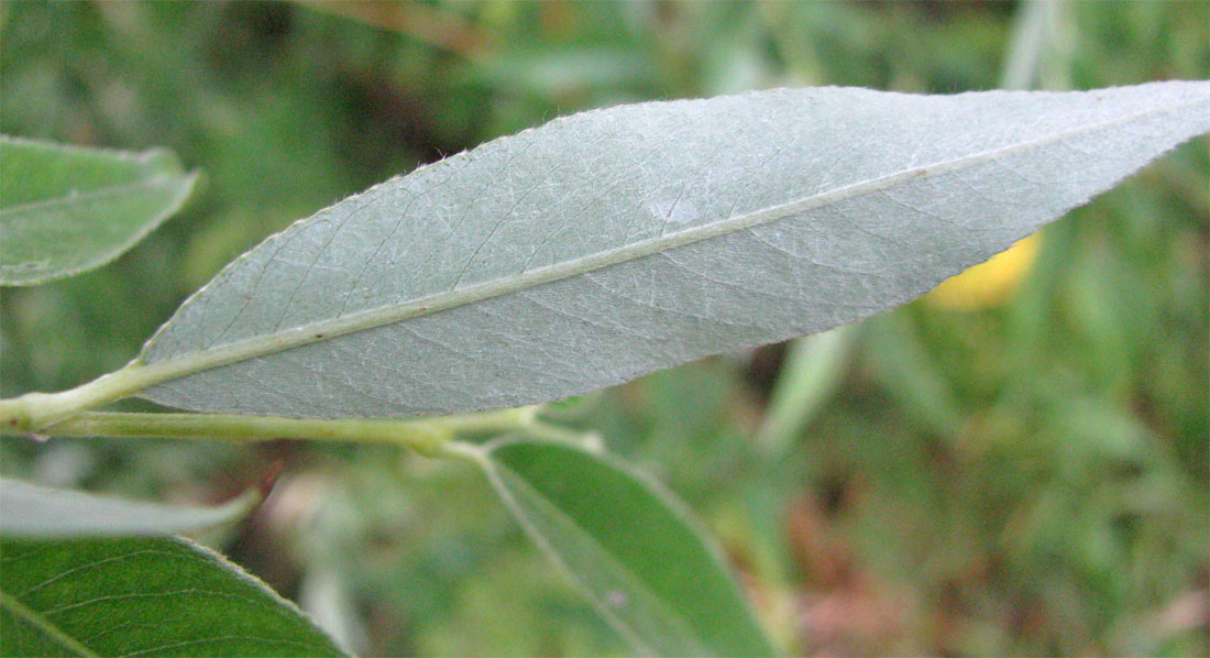 Image of Salix alba specimen.