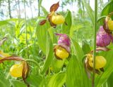 Cypripedium calceolus