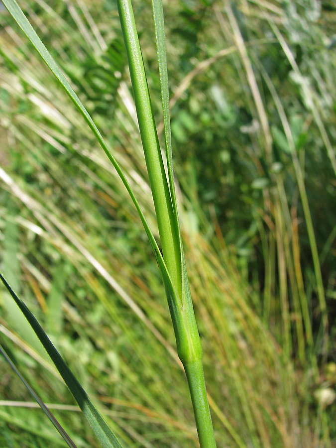 Изображение особи Dianthus elongatus.