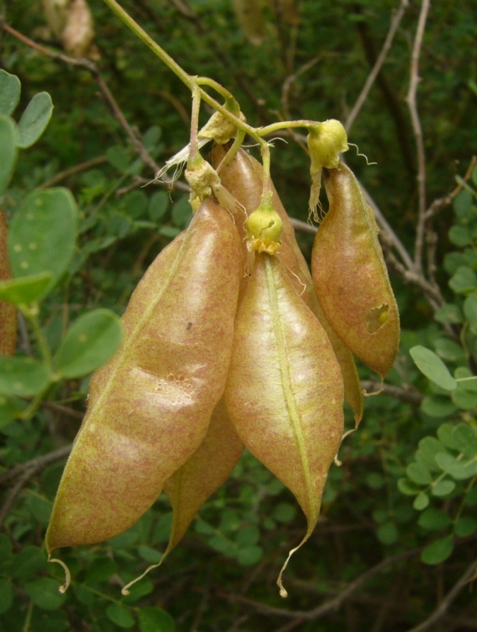 Image of Colutea buhsei specimen.