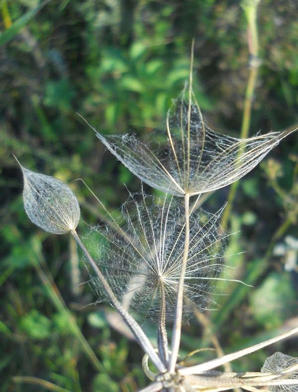 Изображение особи Tragopogon orientalis.