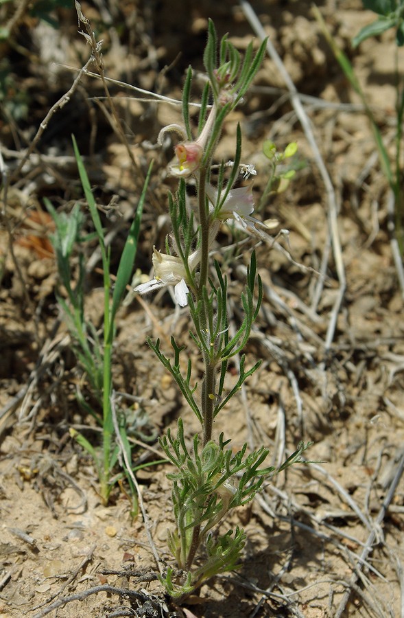 Image of Delphinium rugulosum specimen.