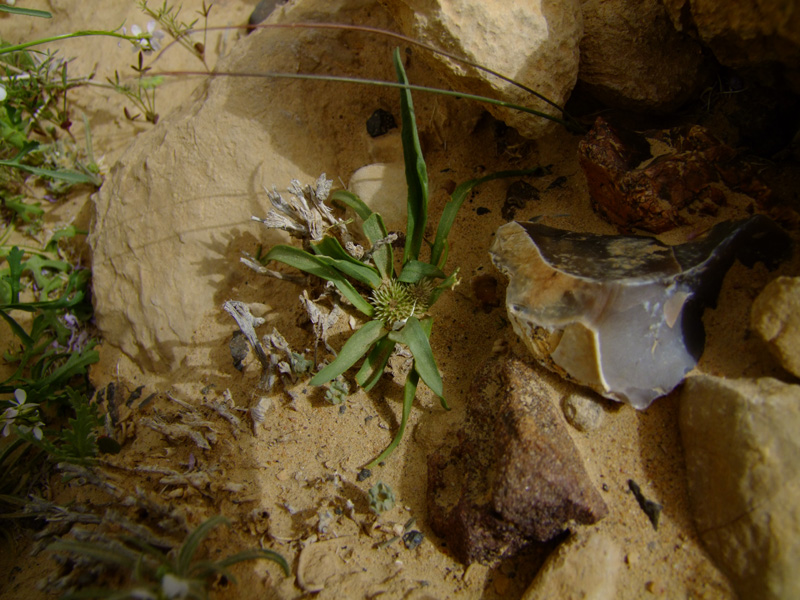 Image of Gymnarrhena micrantha specimen.