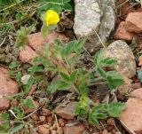 Potentilla nervosa. Цветущее растение. Казахстан, Алматинская обл., Райымбекский р-н, горы Каратау, ущелье р. Сумбе. 10.05.2011.