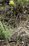 Allium scabriscapum. Цветущее растение. Копетдаг, Чули. Май 2011 г.