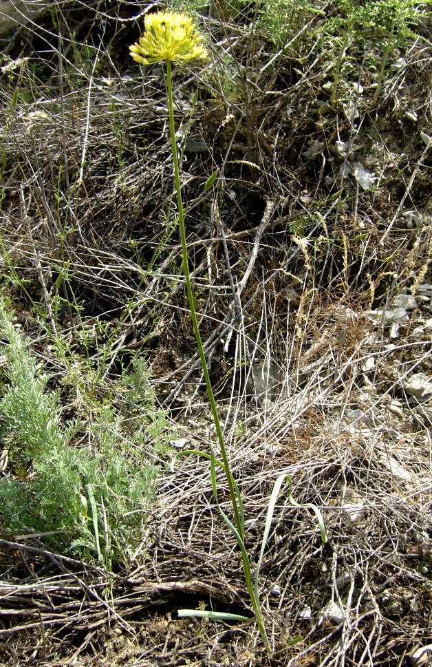 Image of Allium scabriscapum specimen.