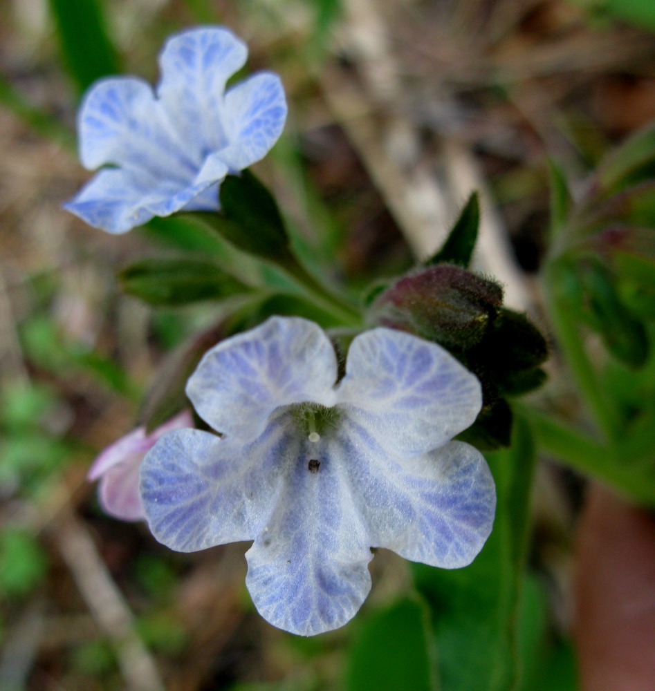 Image of Pulmonaria mollis specimen.