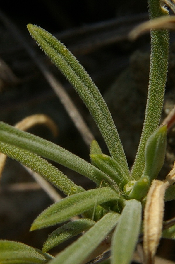 Изображение особи Silene syreistschikowii.