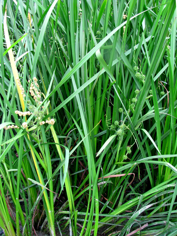 Image of Sparganium erectum specimen.