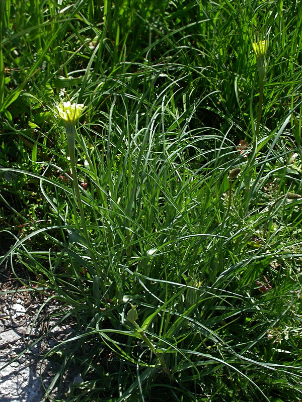 Image of Tragopogon dubius ssp. major specimen.