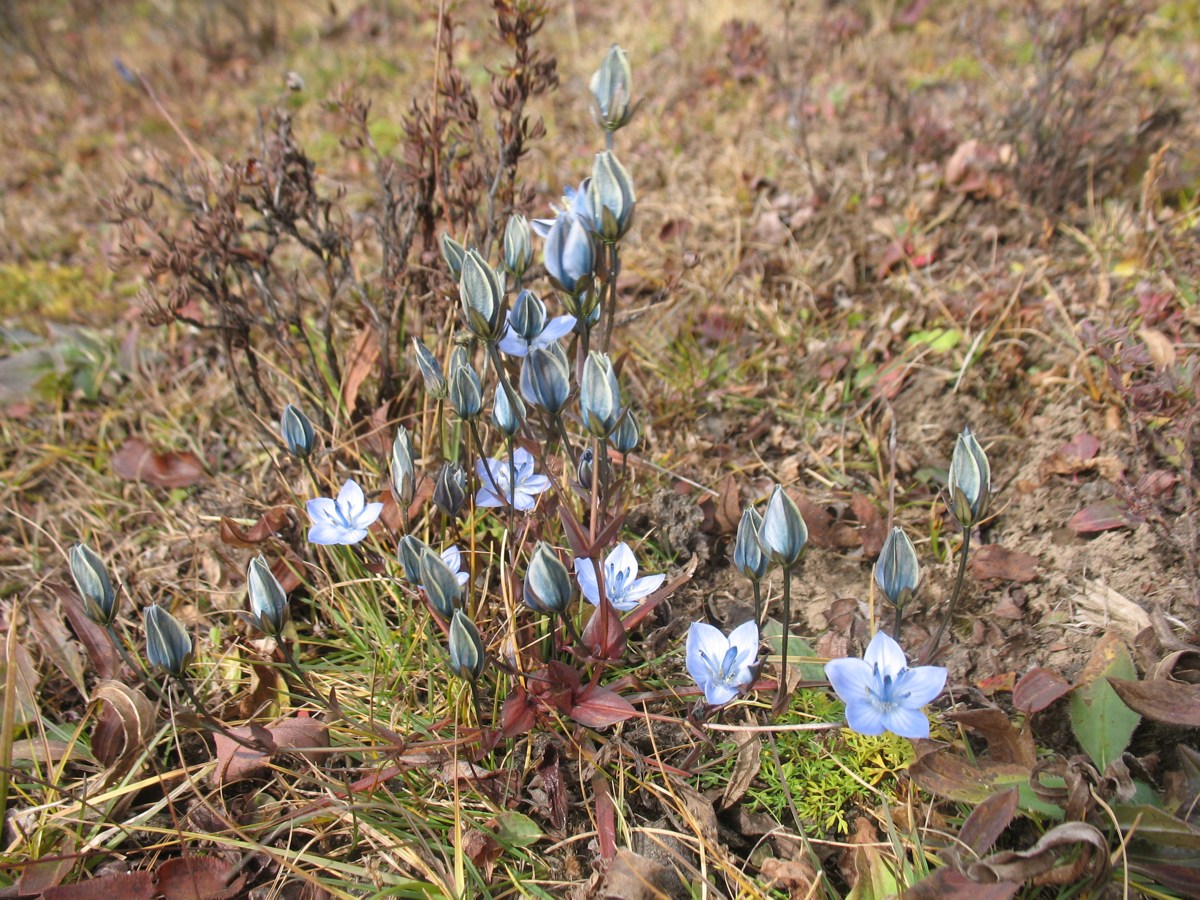 Image of Lomatogoniopsis alpina specimen.