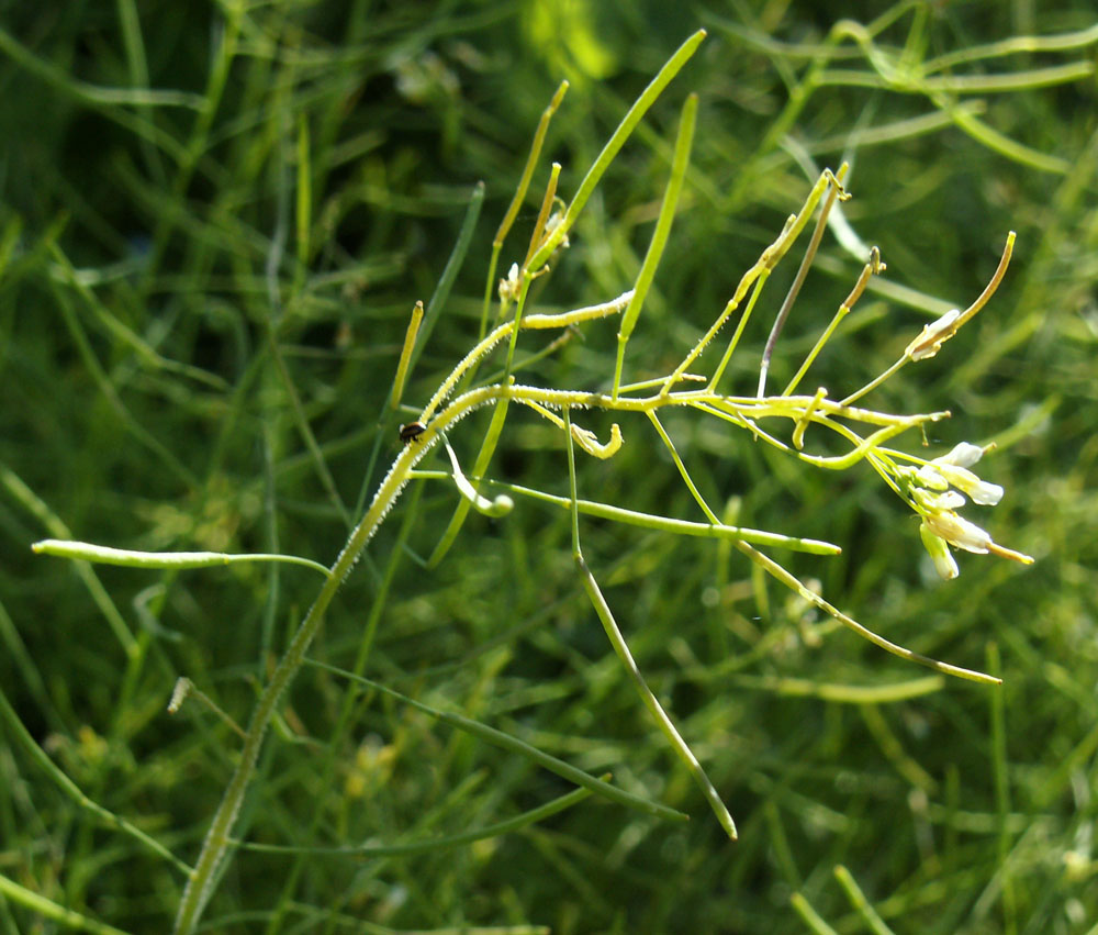 Изображение особи Arabidopsis thaliana.