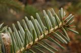 Abies alba