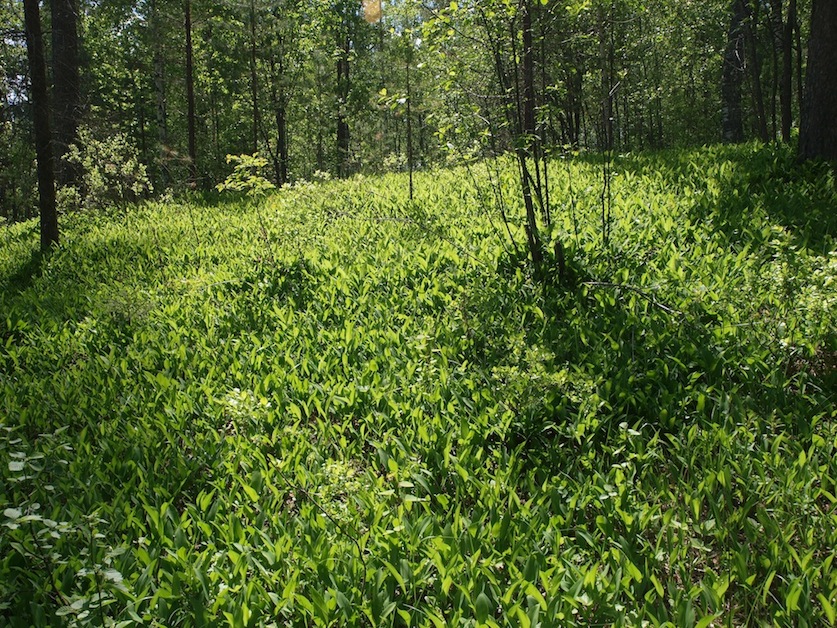 Image of Convallaria majalis specimen.