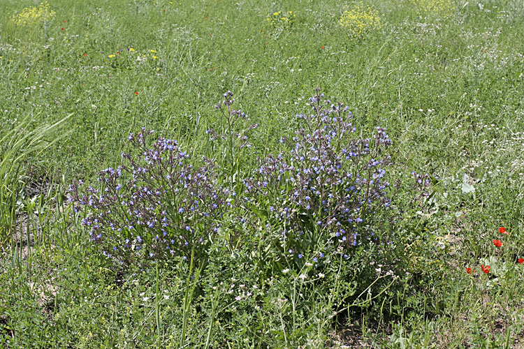 Image of Anchusa azurea specimen.