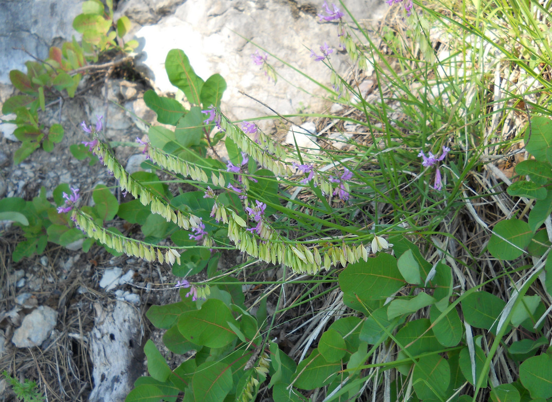 Image of Polygala major specimen.