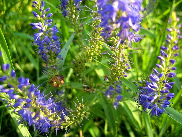 Image of Veronica longifolia specimen.