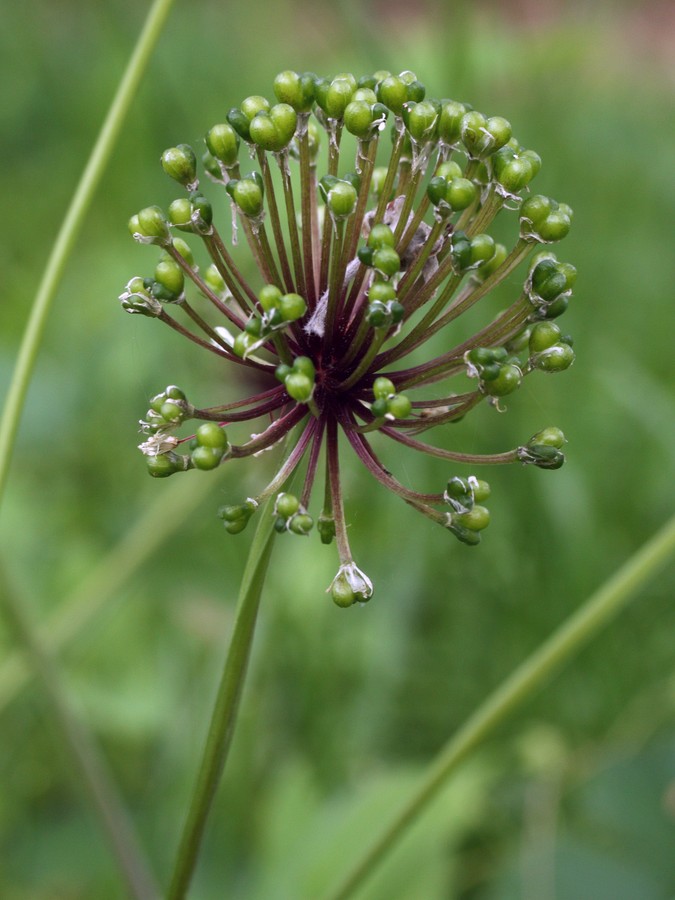 Image of Allium microdictyon specimen.