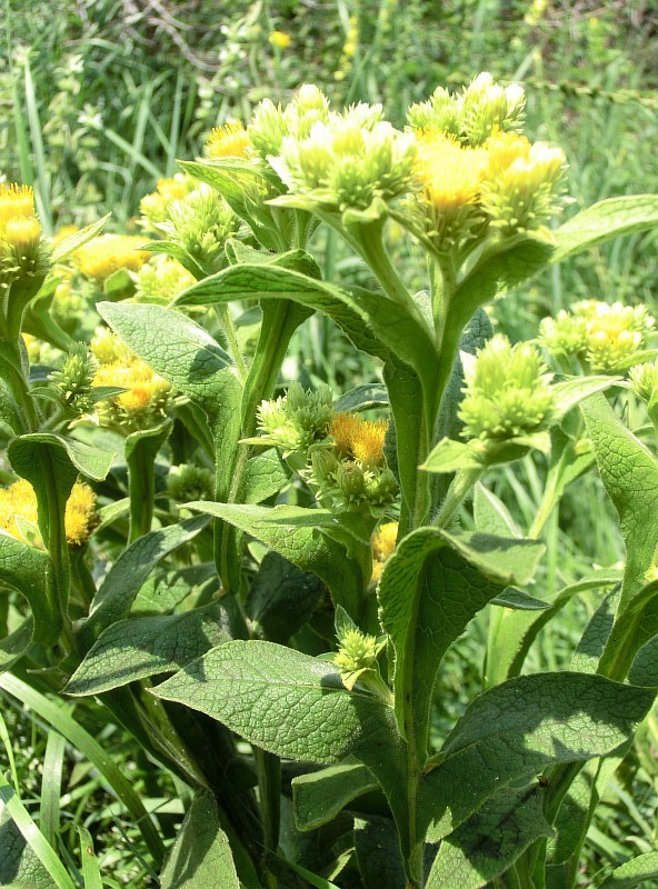 Изображение особи Inula thapsoides.