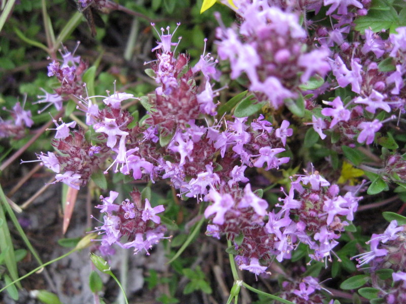 Изображение особи Thymus serpyllum.