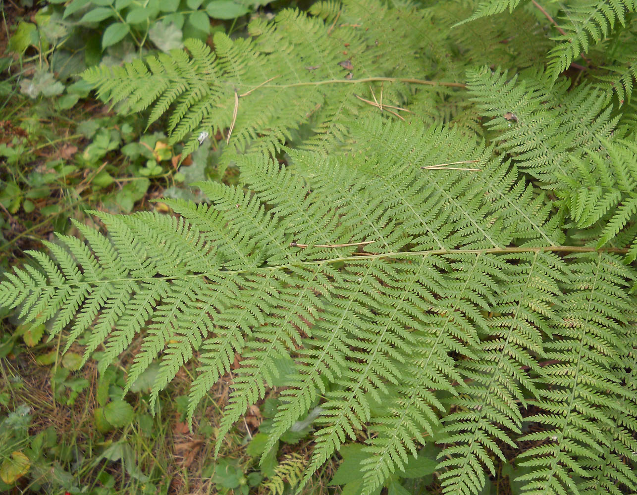 Image of Athyrium filix-femina specimen.