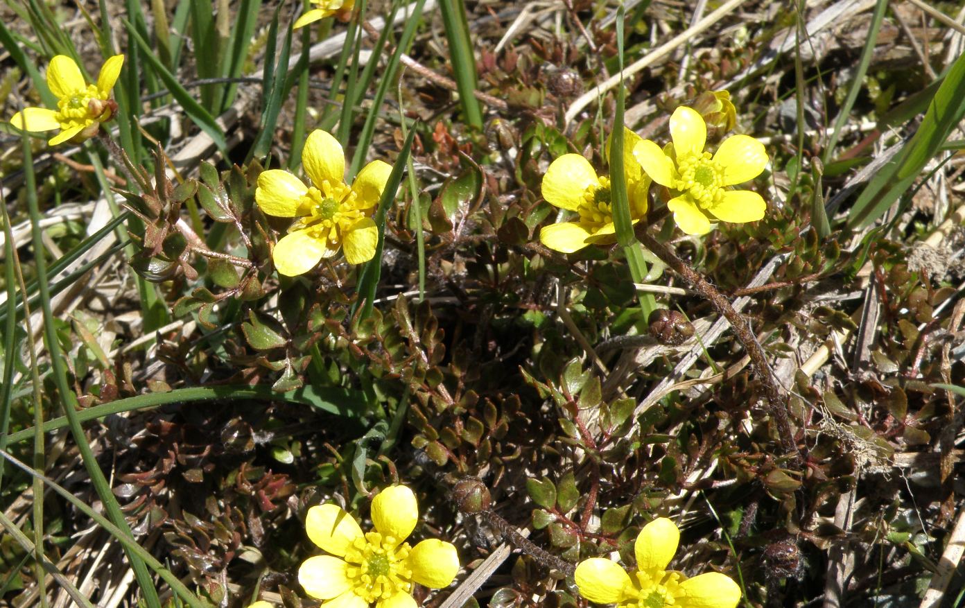 Изображение особи Ranunculus gracilipes.