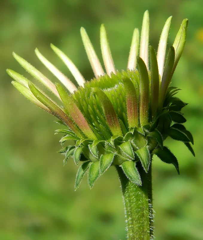 Image of Echinacea purpurea specimen.