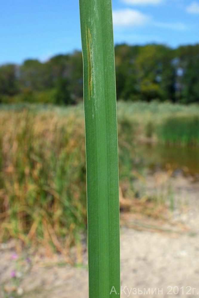 Image of Typha angustifolia specimen.