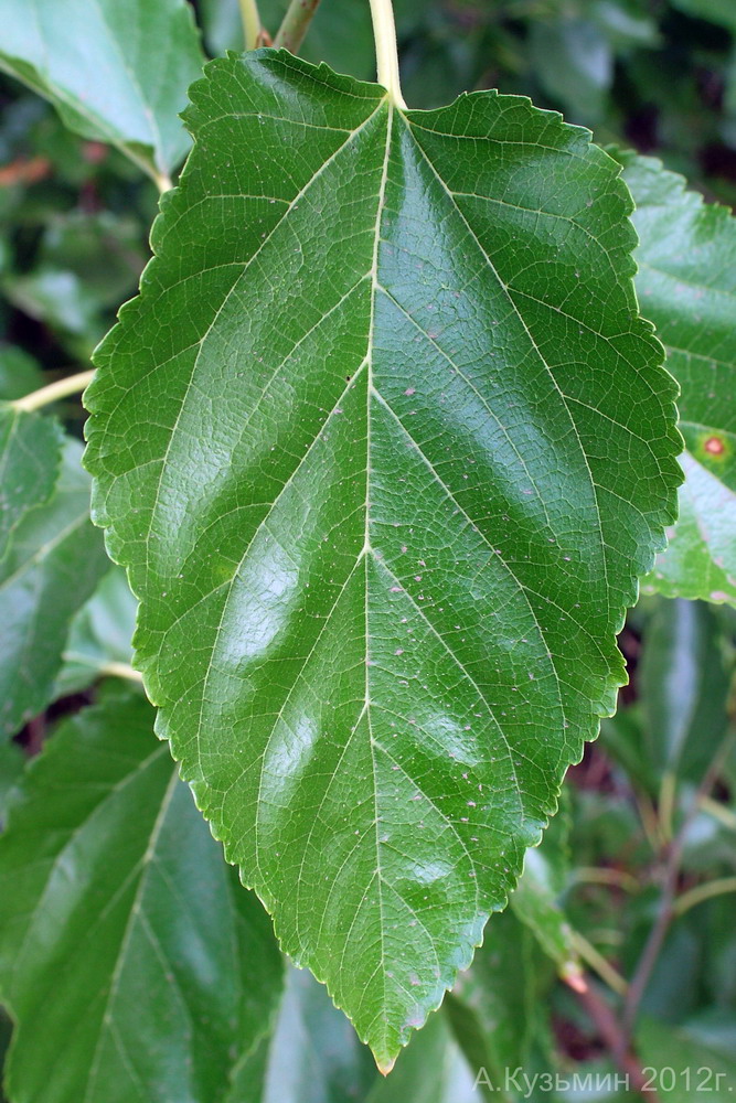 Image of Morus alba specimen.