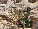 Salvia palaestina. Цветущее растение. Israel, Negev Mountains. 16.04.2010.