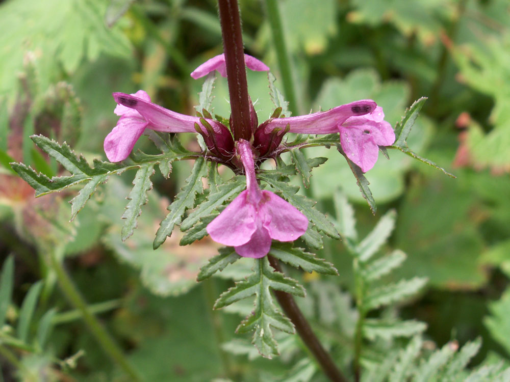 Изображение особи Pedicularis macrochila.