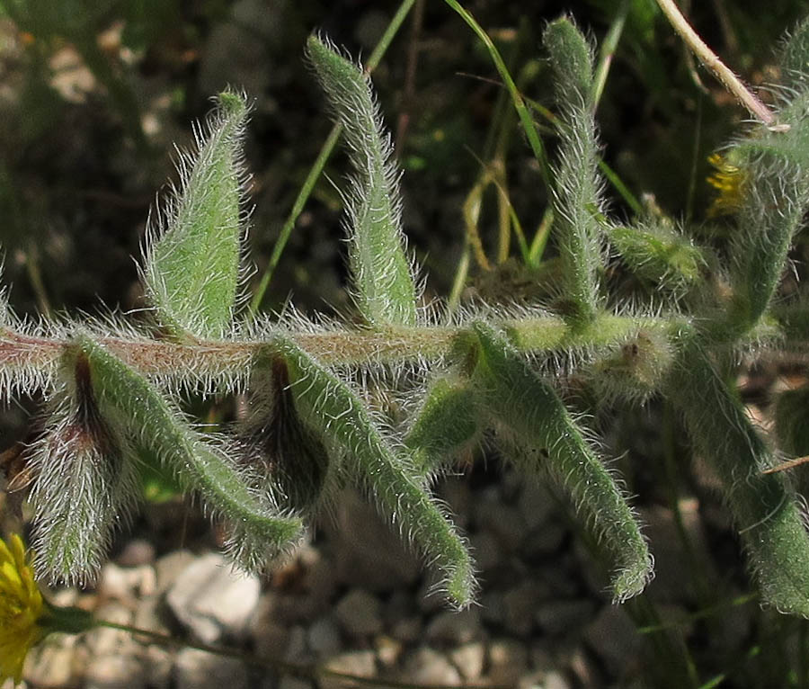 Image of Alkanna strigosa specimen.