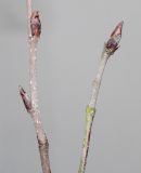 Betula variety jacquemontii