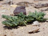 Aizoon canariense. Растение на песчаном субстрате. Израиль, долина Арава, сухое вади. 13.04.2013.