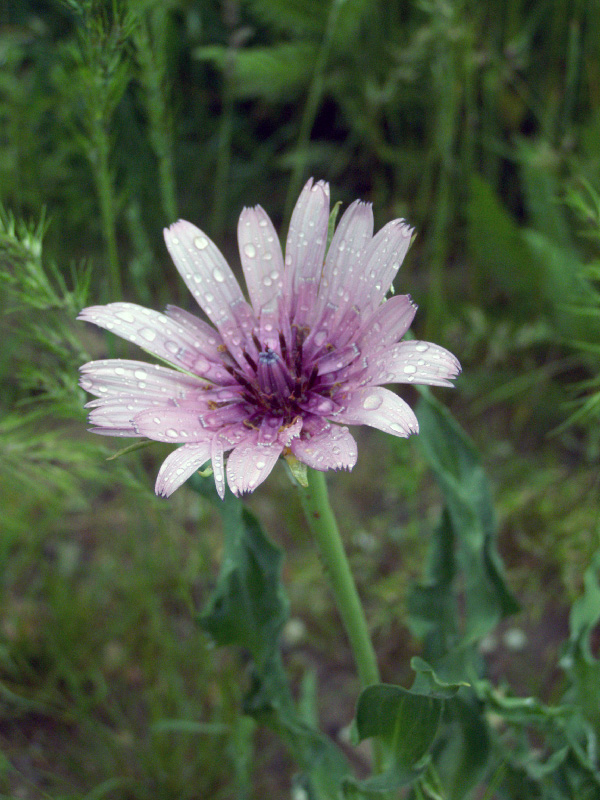 Image of Tragopogon malikus specimen.