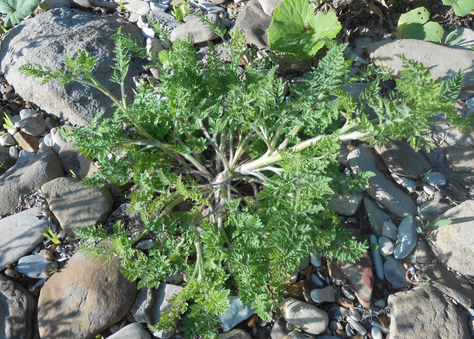 Image of familia Apiaceae specimen.