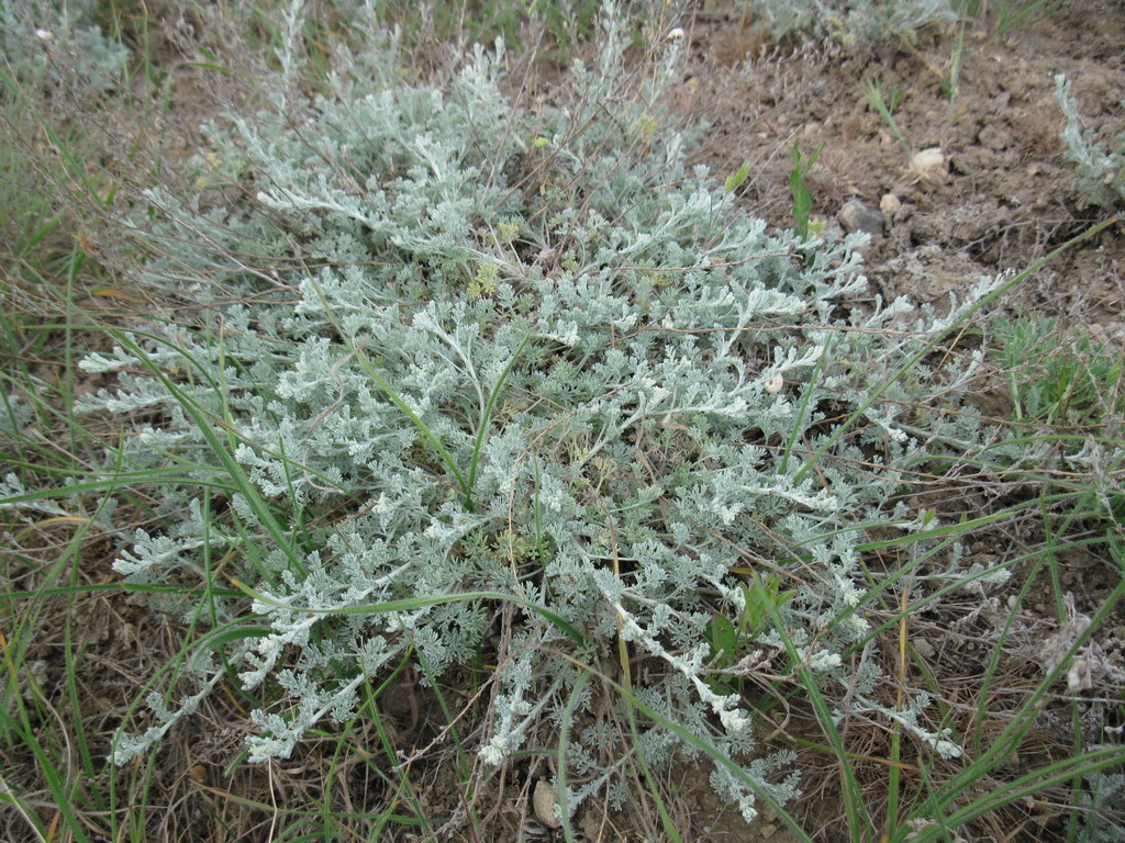 Image of genus Artemisia specimen.