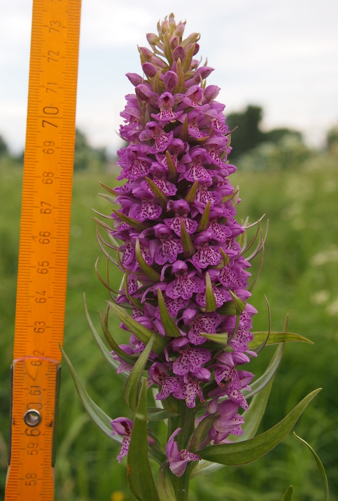 Image of Dactylorhiza baltica specimen.