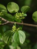 Rhamnus cathartica