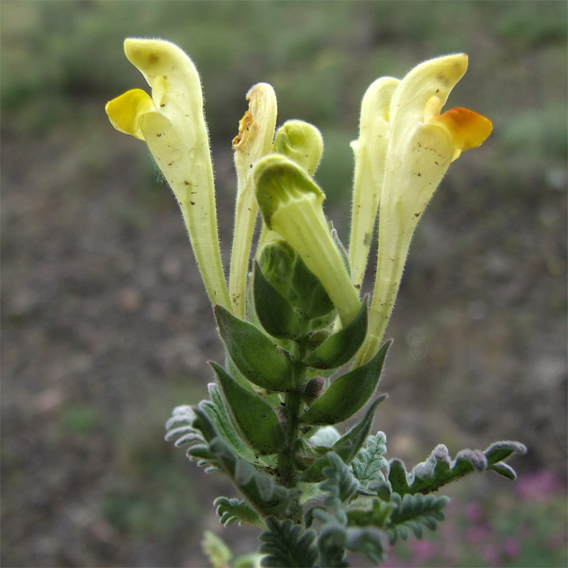 Изображение особи Scutellaria grossheimiana.