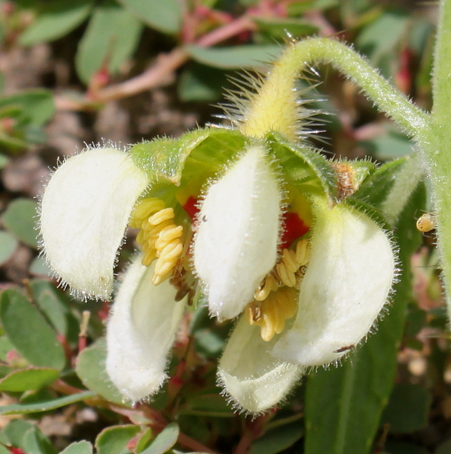 Image of Loasa tricolor specimen.