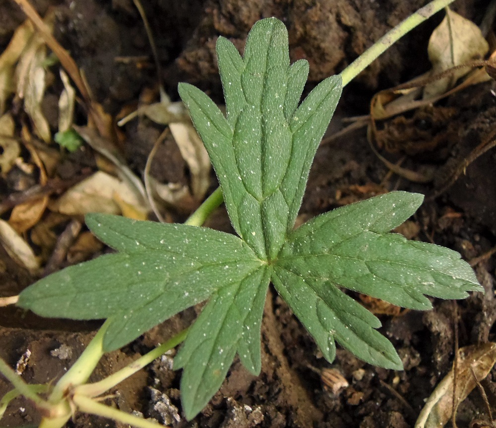 Image of Geranium collinum specimen.