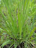 Carex coriophora. Основания побегов и листья. Республика Бурятия, Баунтовский эвенкийский р-н, окр. пос. Северный, обочина лесного дорожного пути, на суглинках рядом с пересыхающим водоёмом. 01.07.2013.