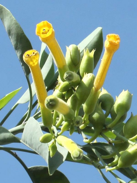 Изображение особи Nicotiana glauca.