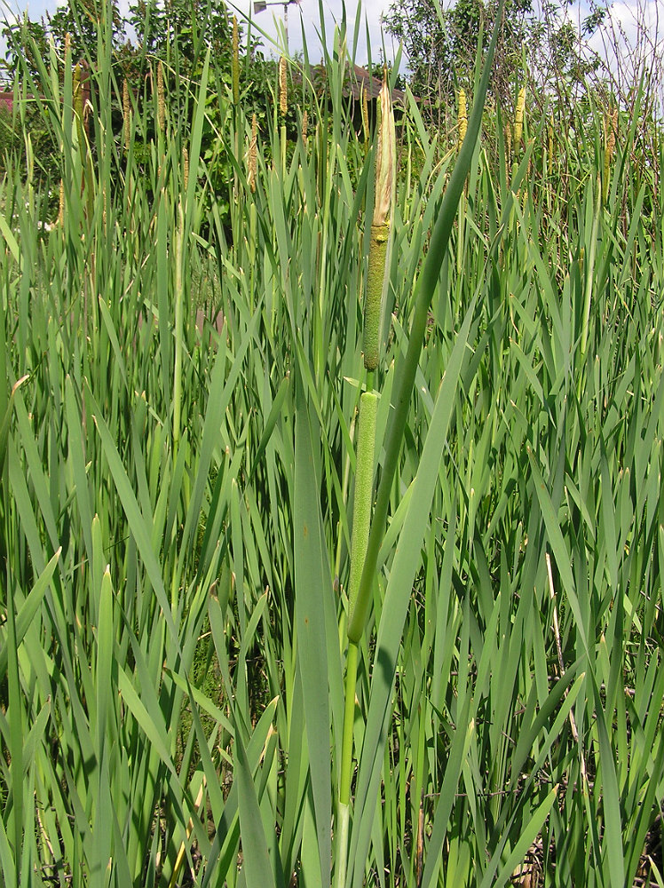 Image of Typha &times; glauca specimen.